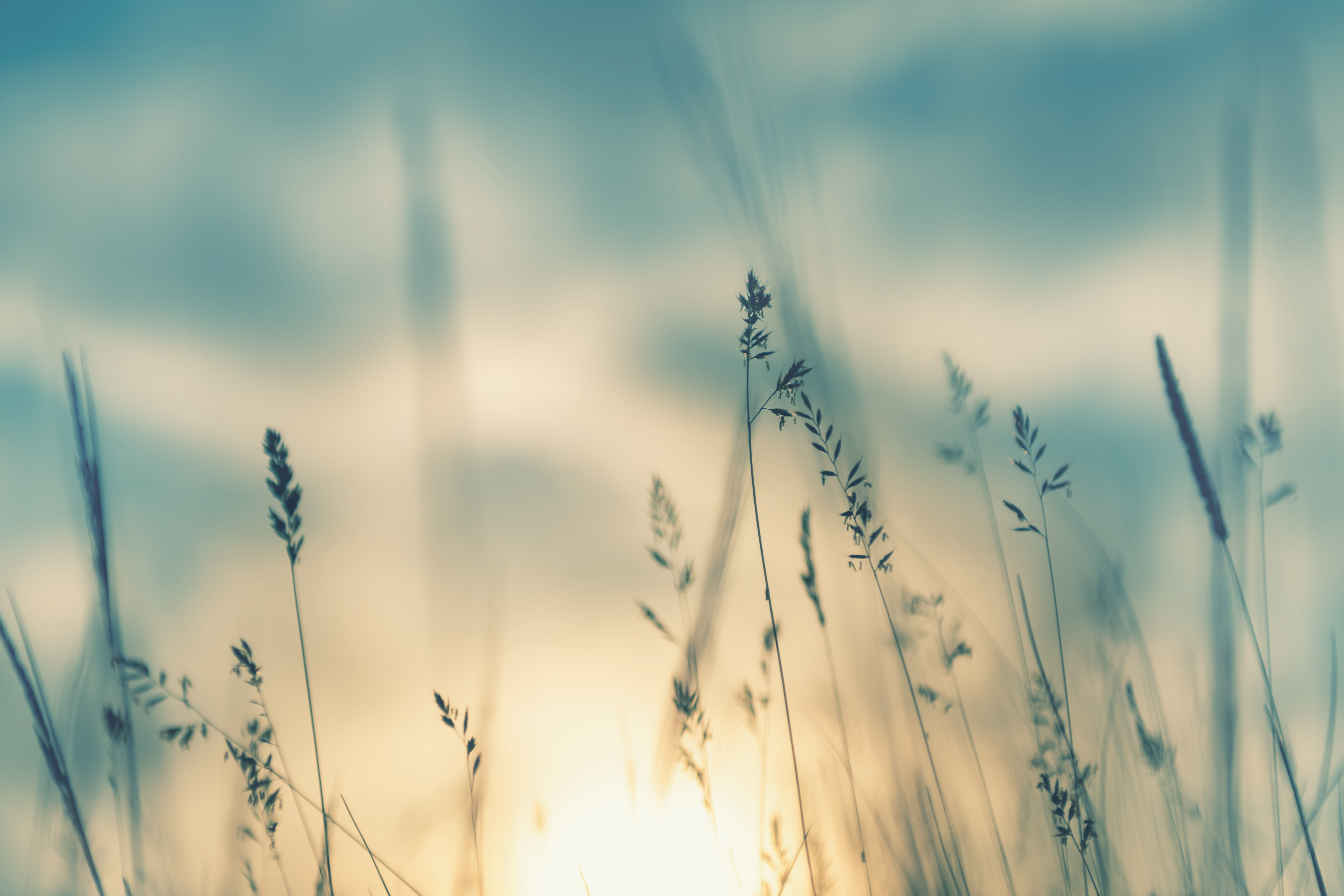 blue and tan image of wheat in a field at sunset